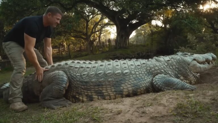 old crocodile