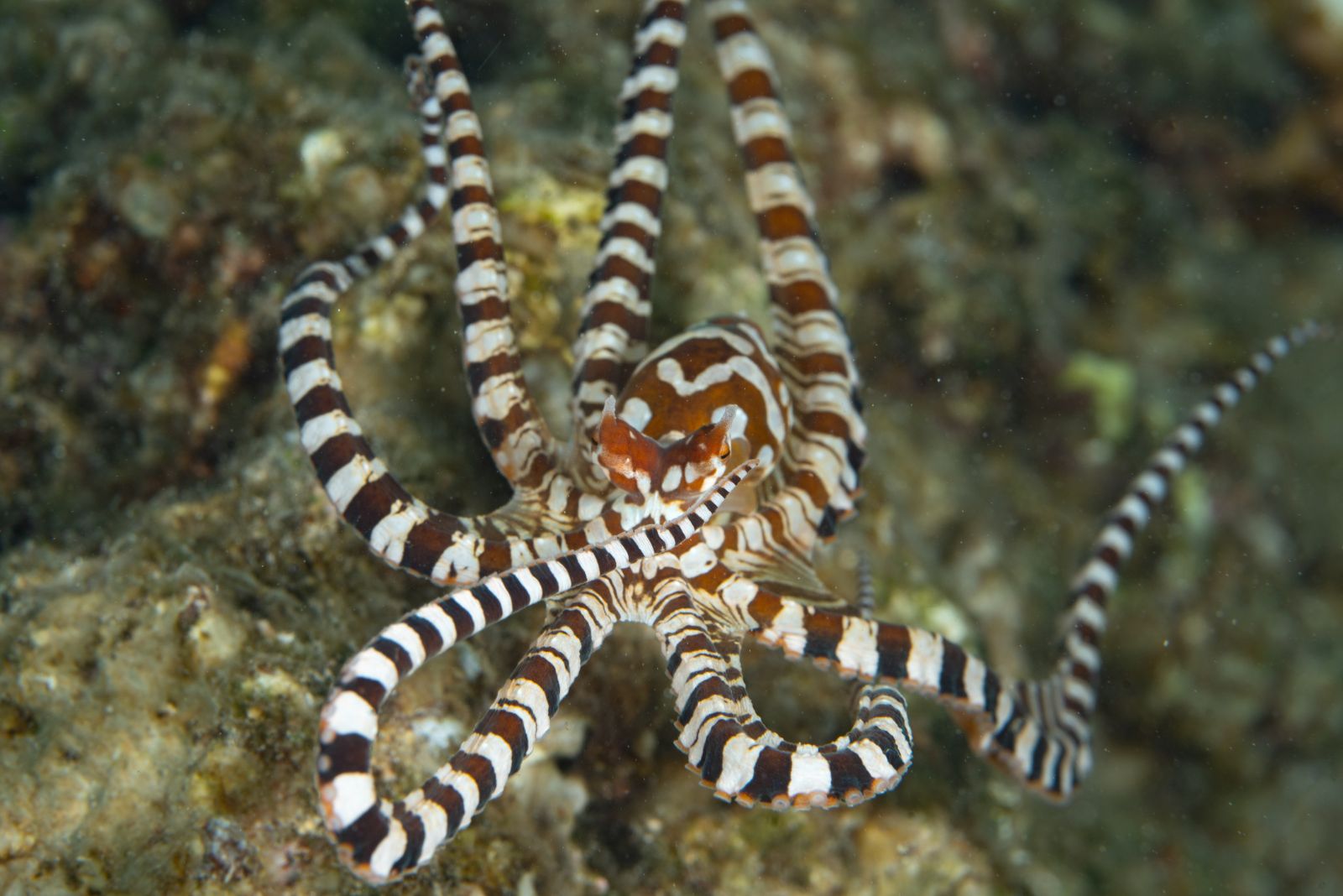 Wunderpus