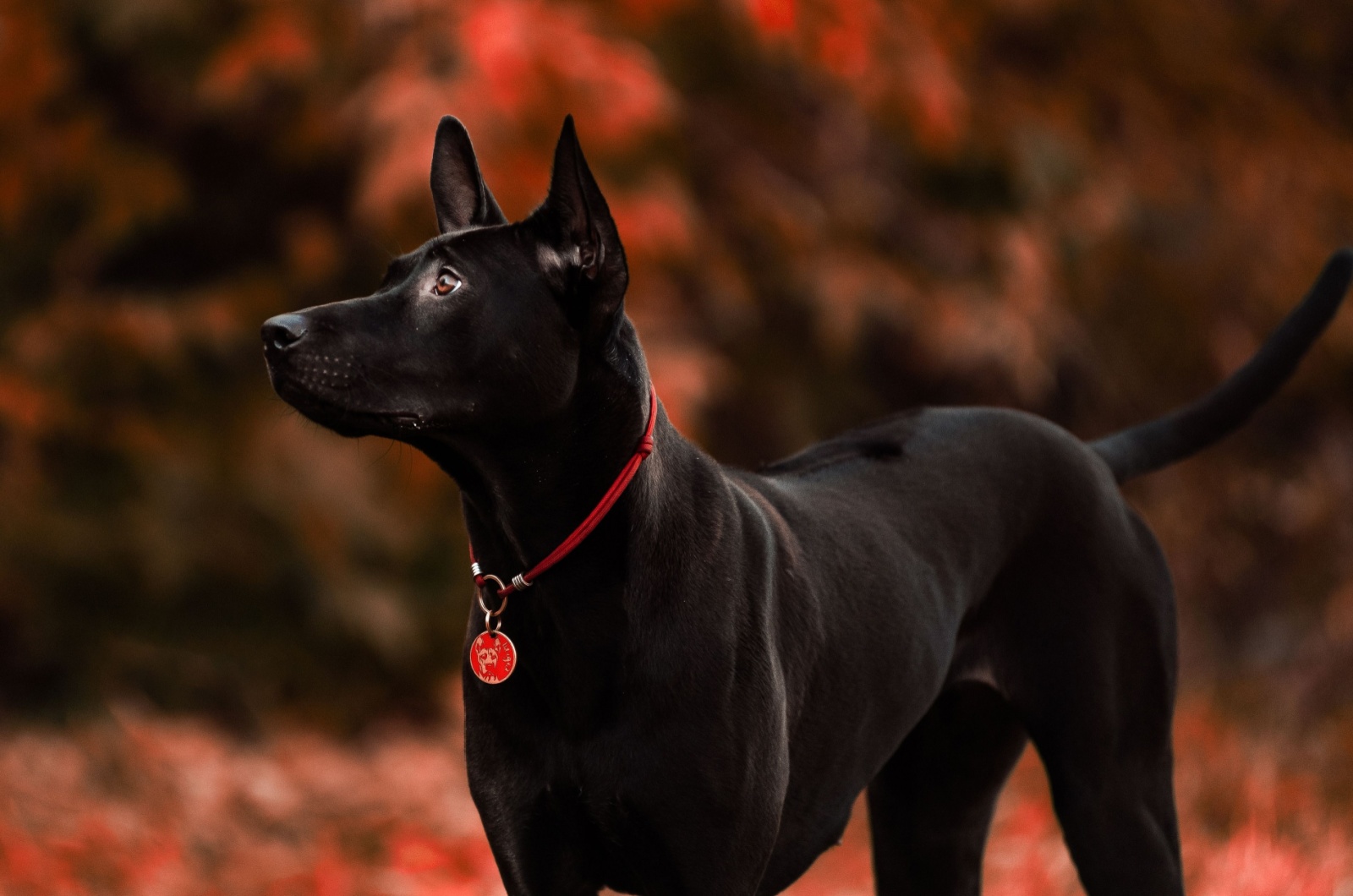 Xoloitzcuintle