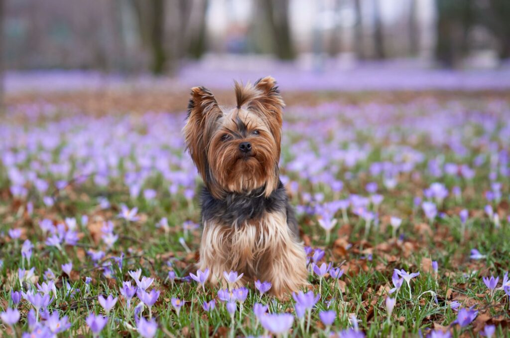 Yorkshire Terrier