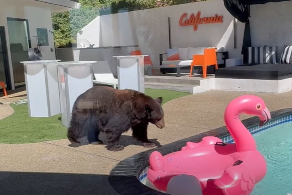 a bear approaches a pool full of water