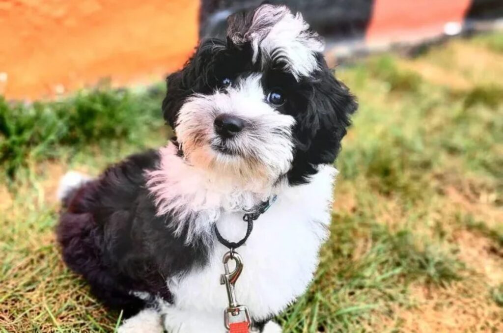 a beautiful dog poses in front of the camera