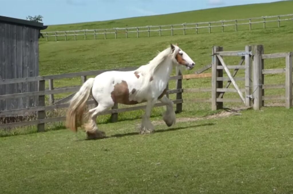 a beautiful dog runs across the field