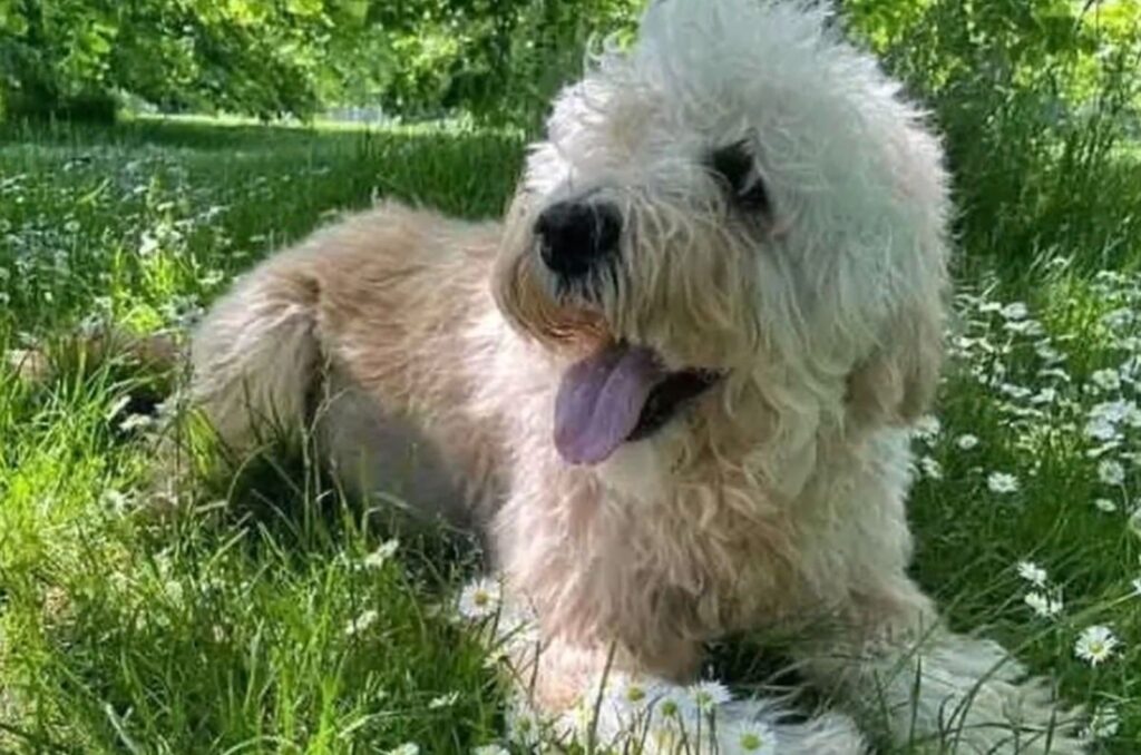 a beautiful shaggy dog ​​lies on the grass and looks around