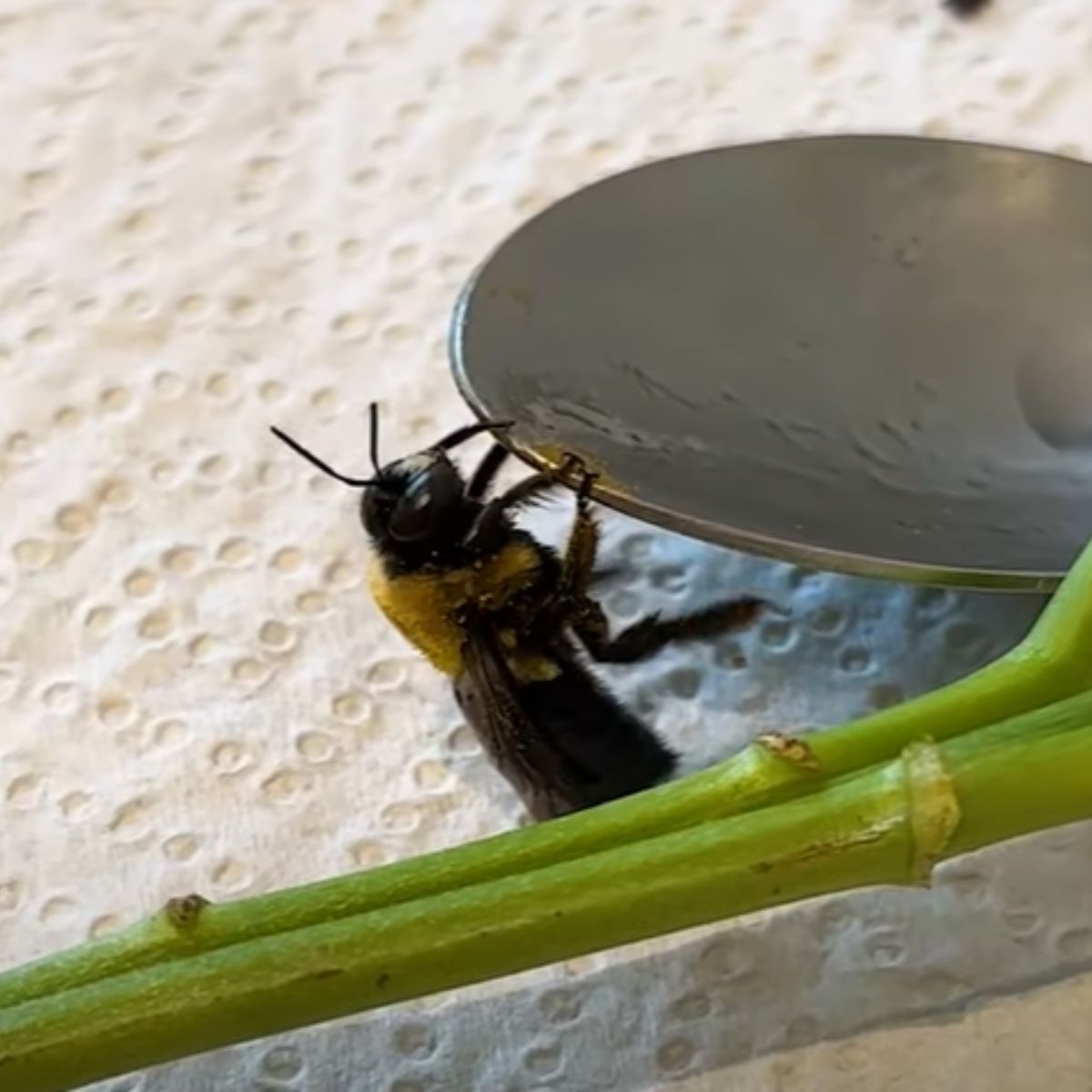 a bee holding for spoon