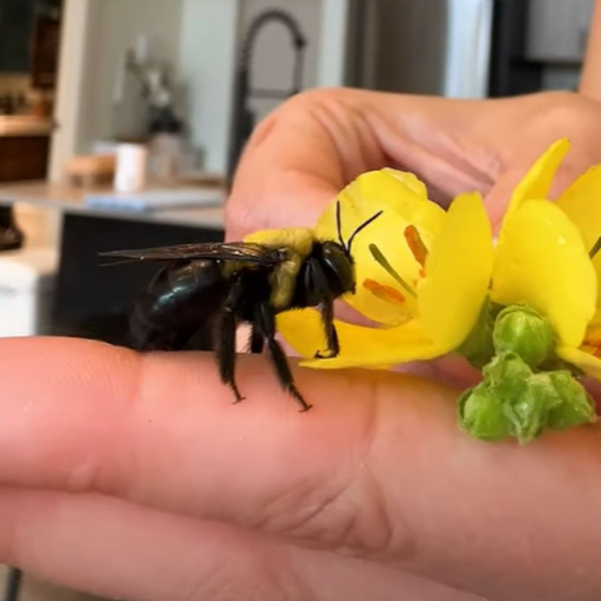 a bee with yellow flowers on human hand