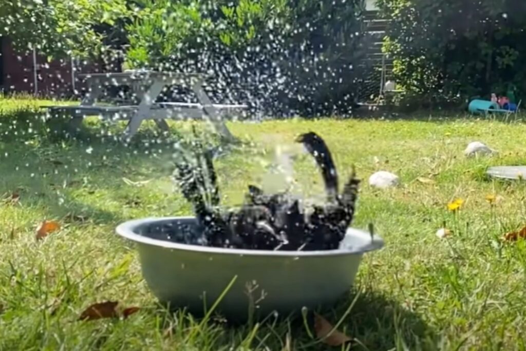 a black crow bathes in a basin on the grass