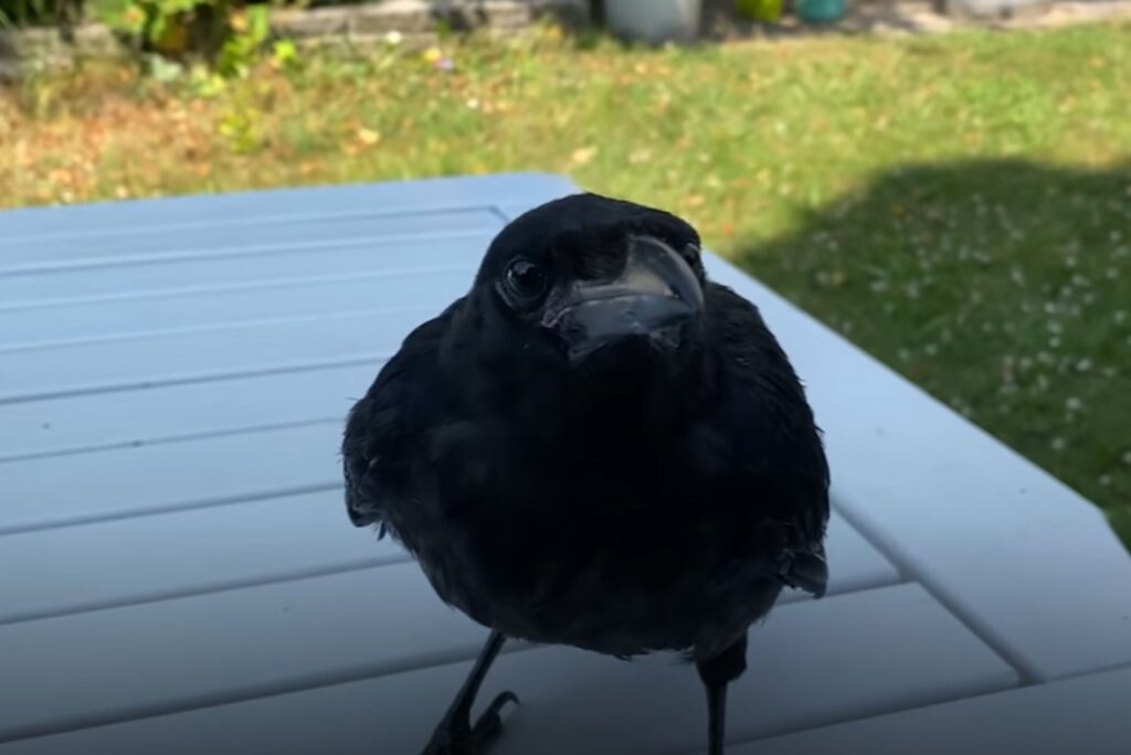 a black crow is standing on a white chair