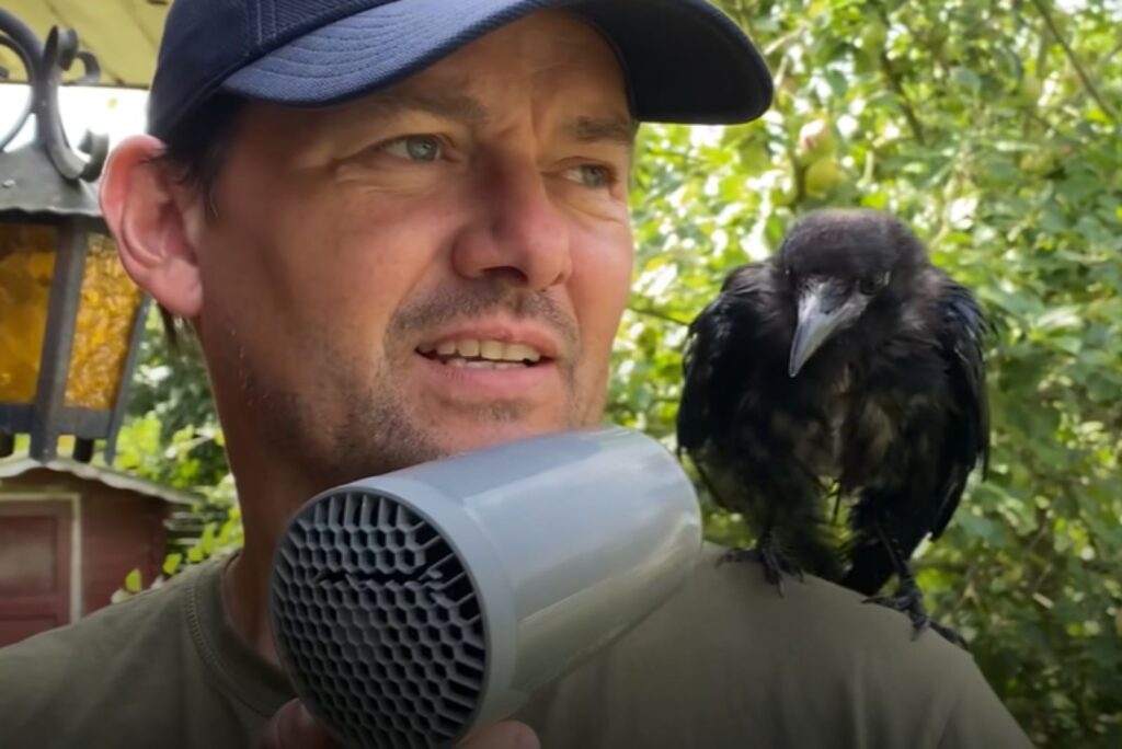 a black crow stands on a man's shoulder as he dries her with a hair dryer