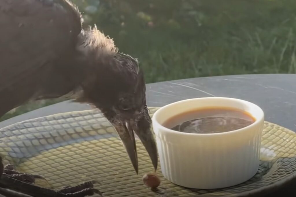 a black crow takes a hazelnut in its beak next to a cup of coffee