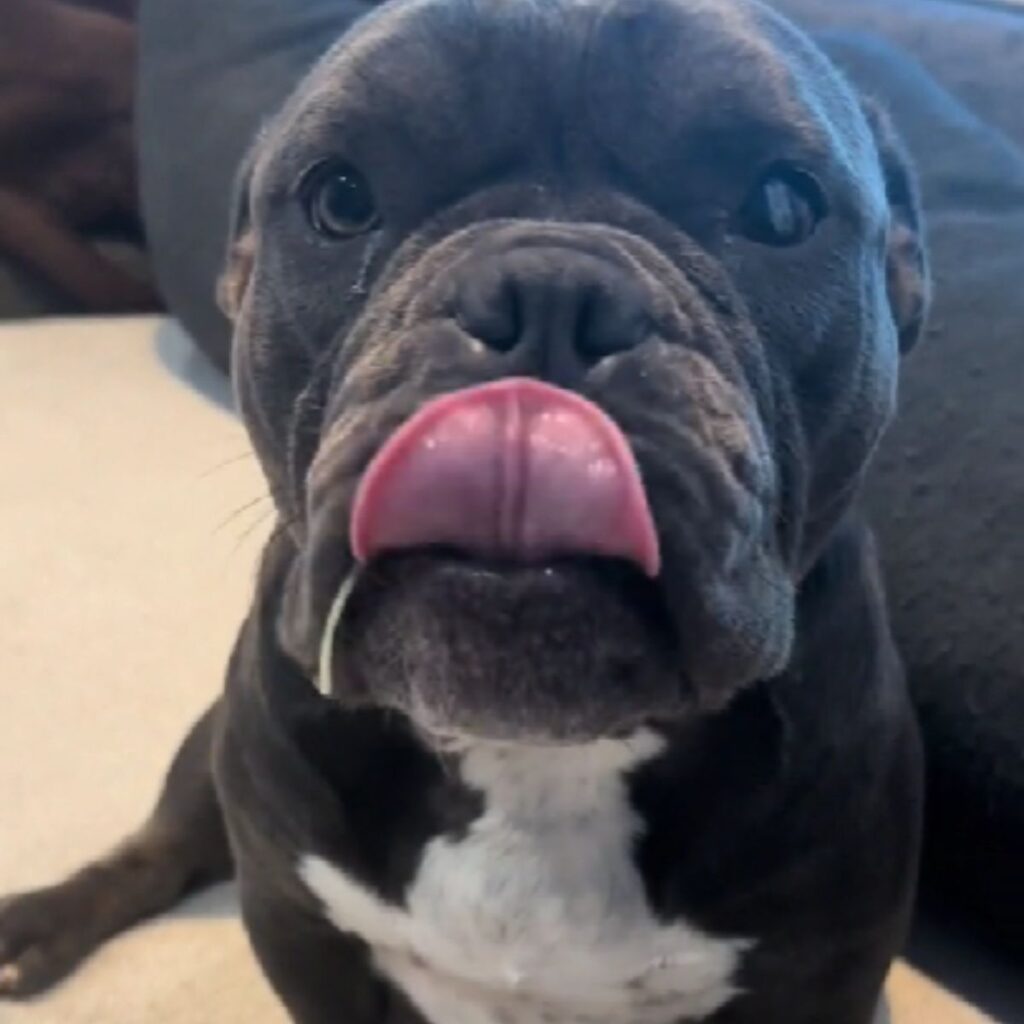 a black dog in front of the camera licks itself