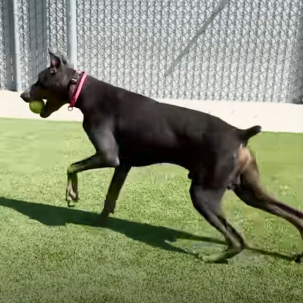 a black dog runs with a ball in its mouth