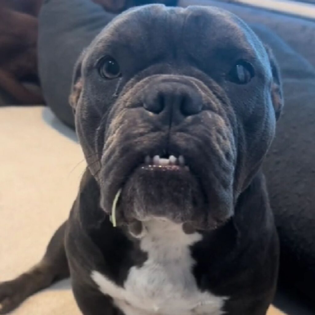 a black dog shows its teeth in front of the camera