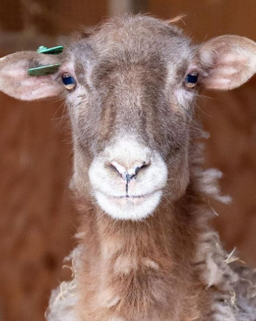 a brown sheep with a green earring on its ear