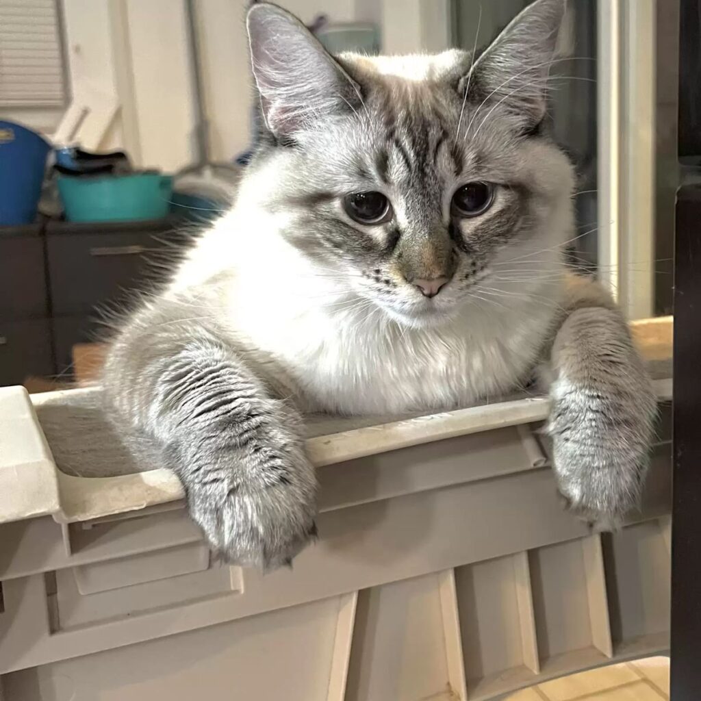 a cat leaning on a chair with its front paws