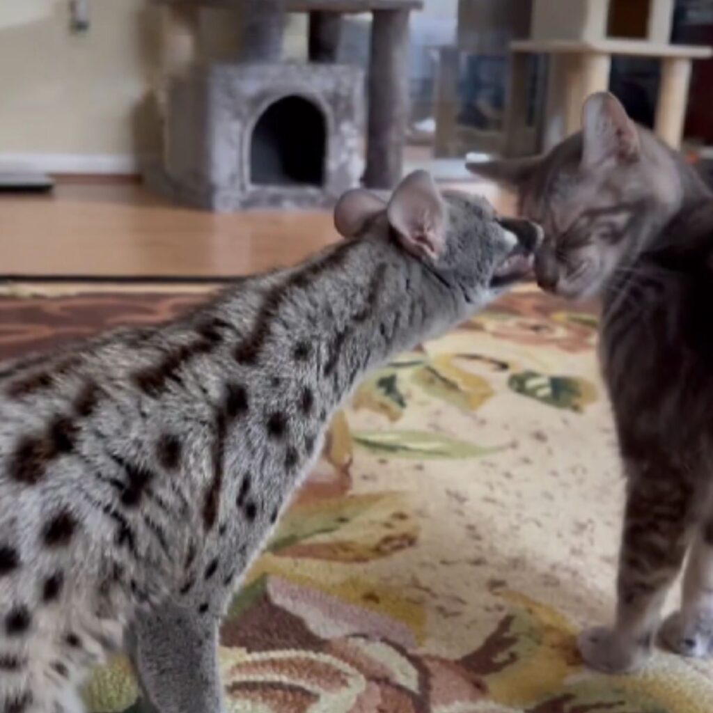 a cat licks another cat