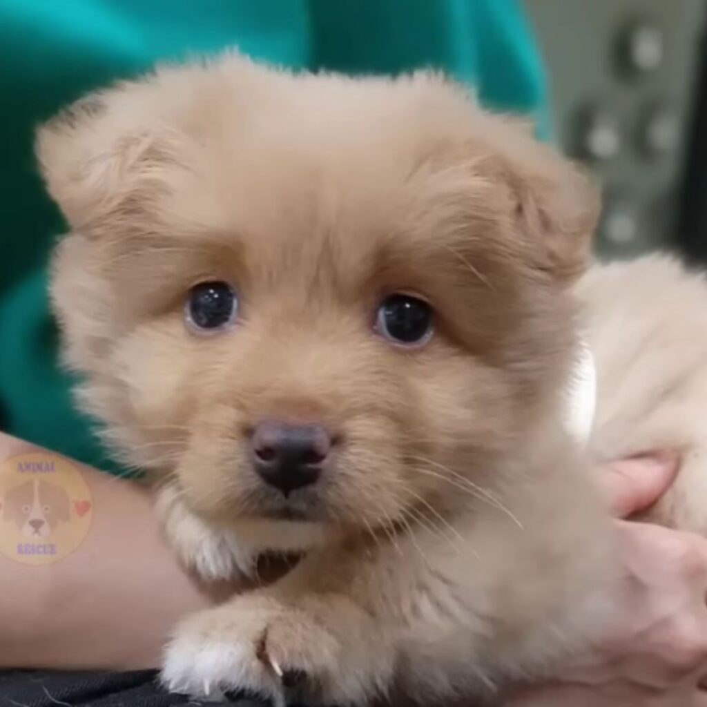 a cute puppy in the hands of a veterinarian