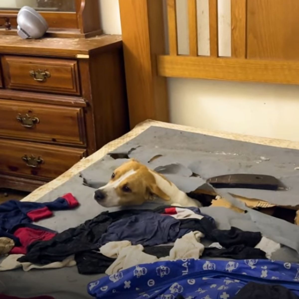 a dog in the old bed