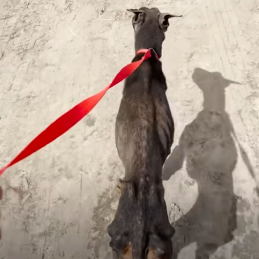 a dog on a walk with a red leash