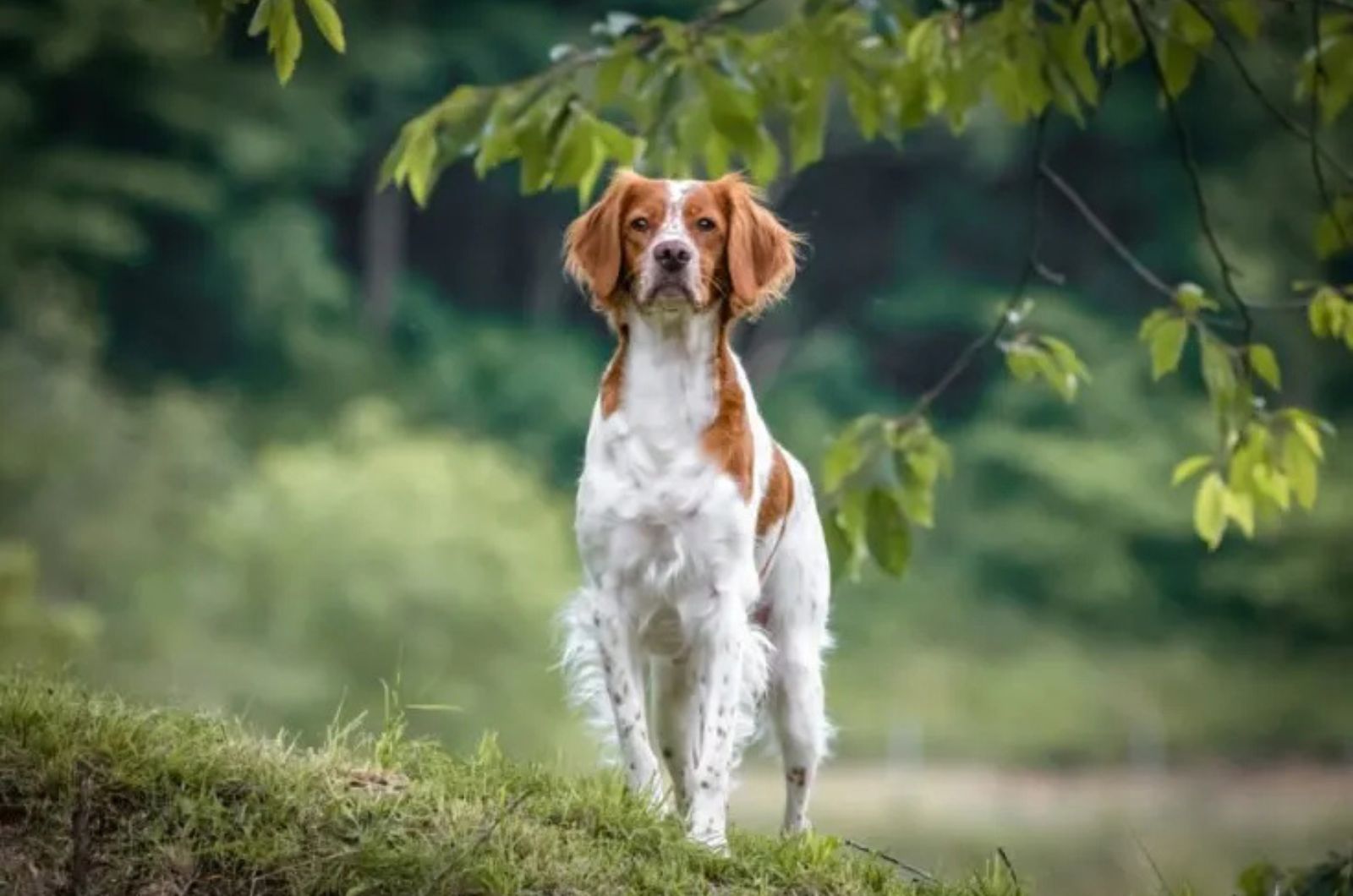 a dog standing in nature