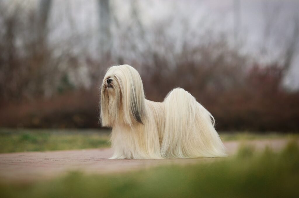 a dog with long hair