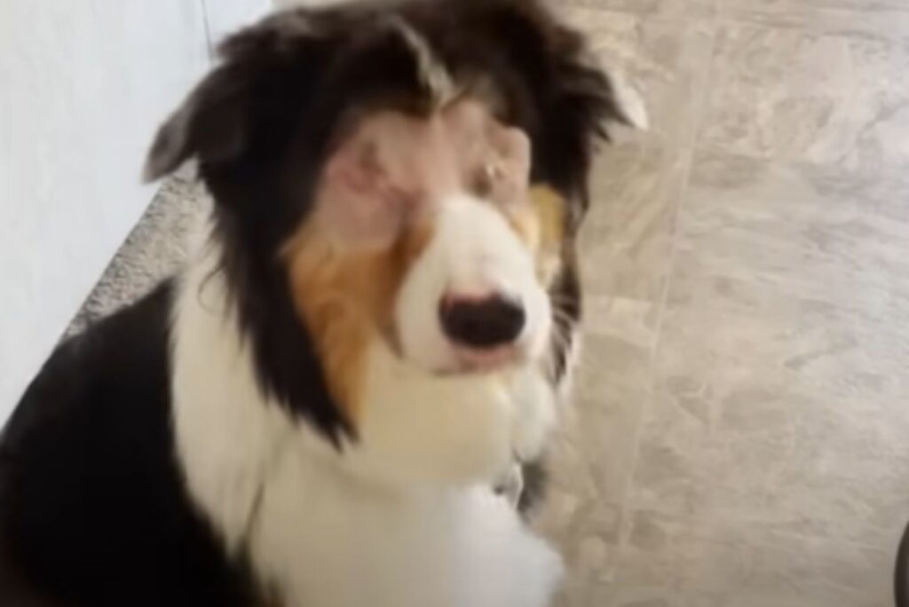 a dog without both eyes is sitting