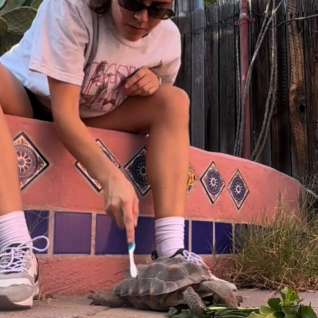 a girl cleans a turtle with a brush