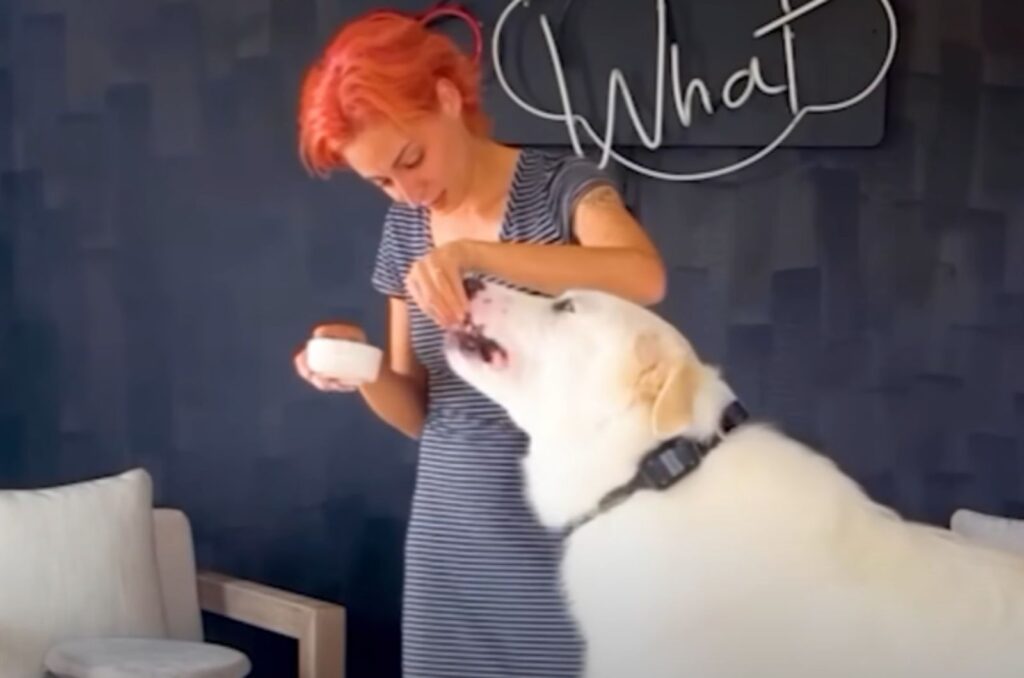 a girl feeds a big white dog