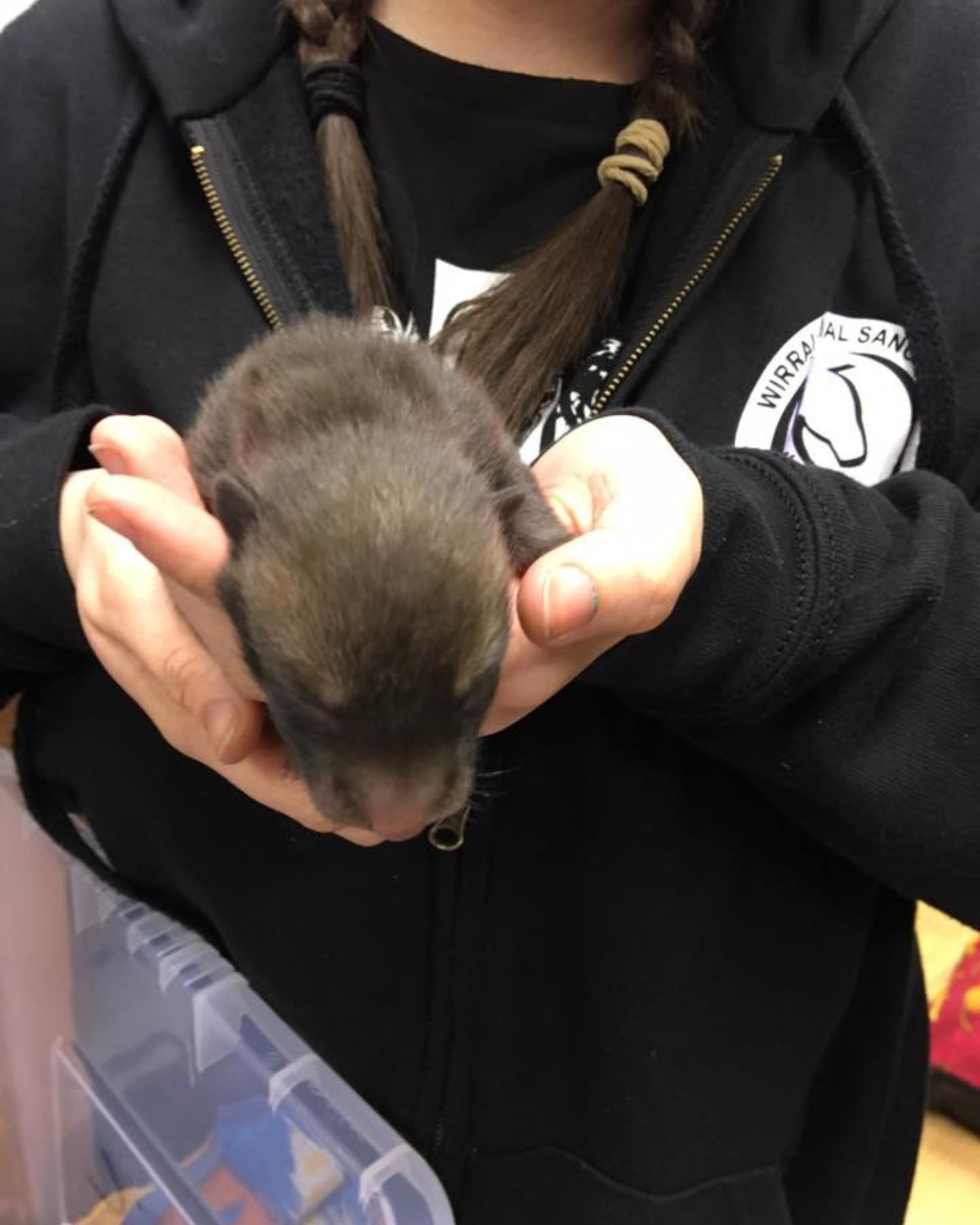 a girl holding tiny fox cubs