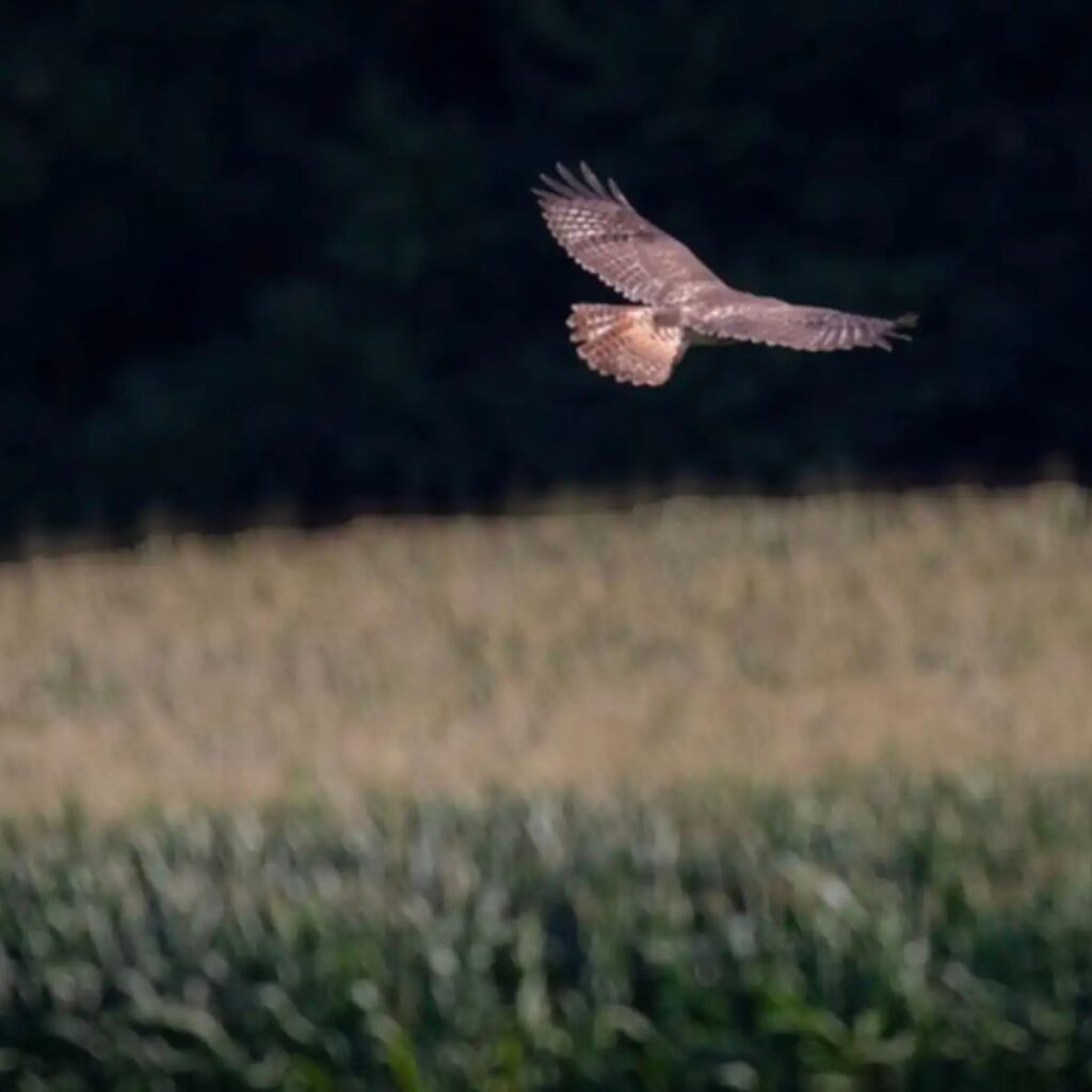 a hawk flies across the field