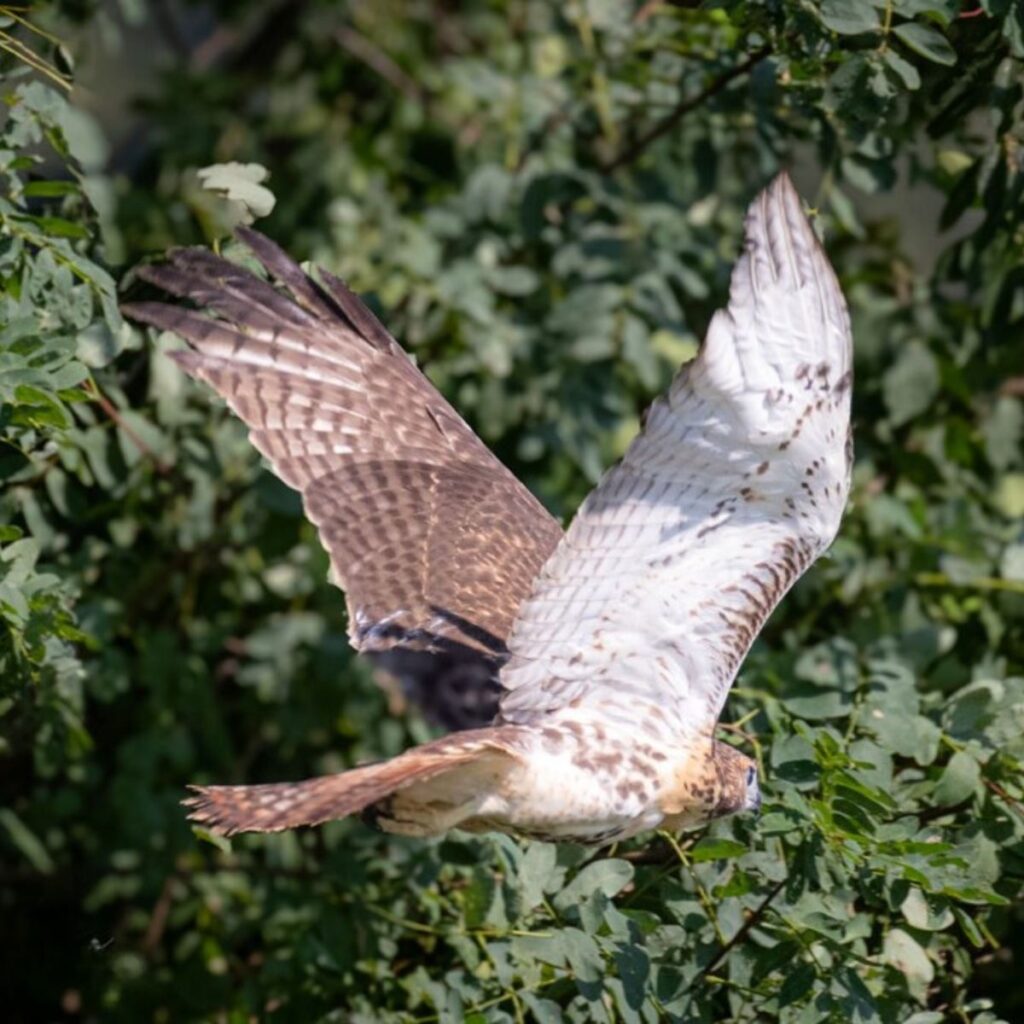 a hawk in flight