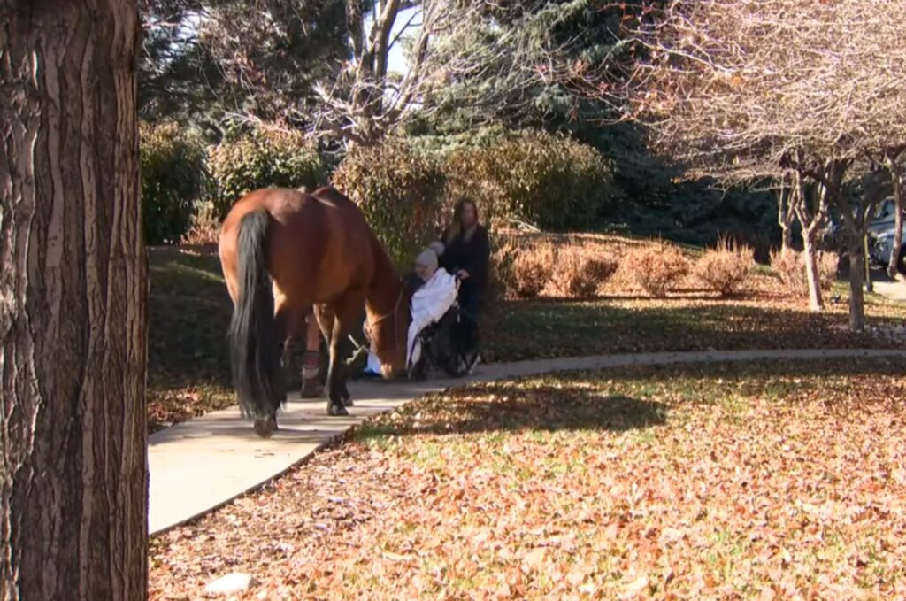 a horse sniffs an old woman in a cart in the park