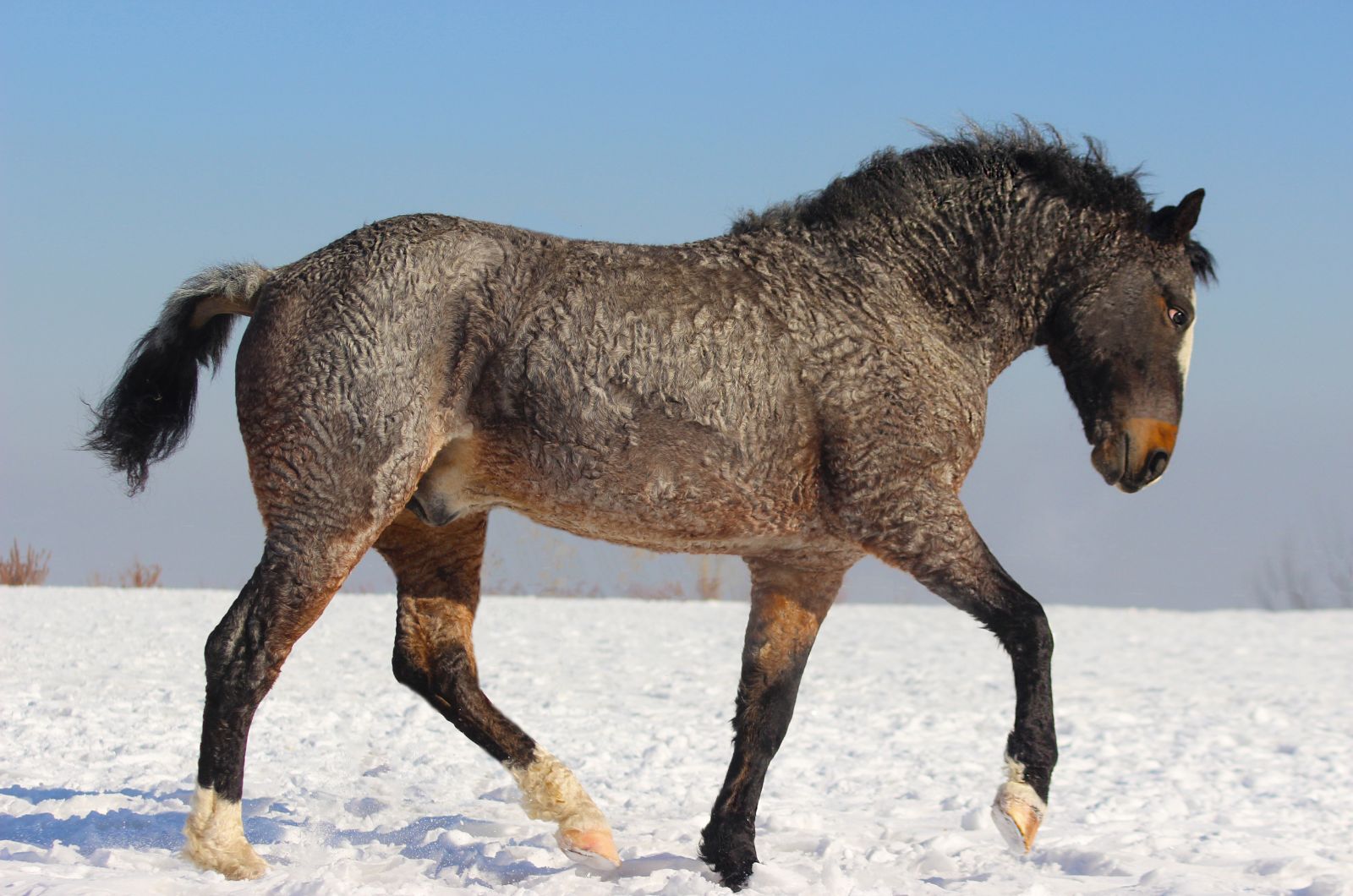 a horse walking on the snow