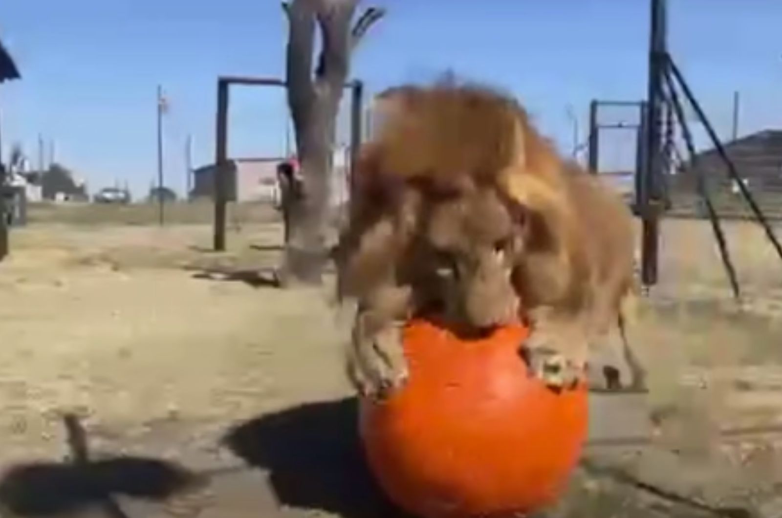 a lion playing with big orange ball