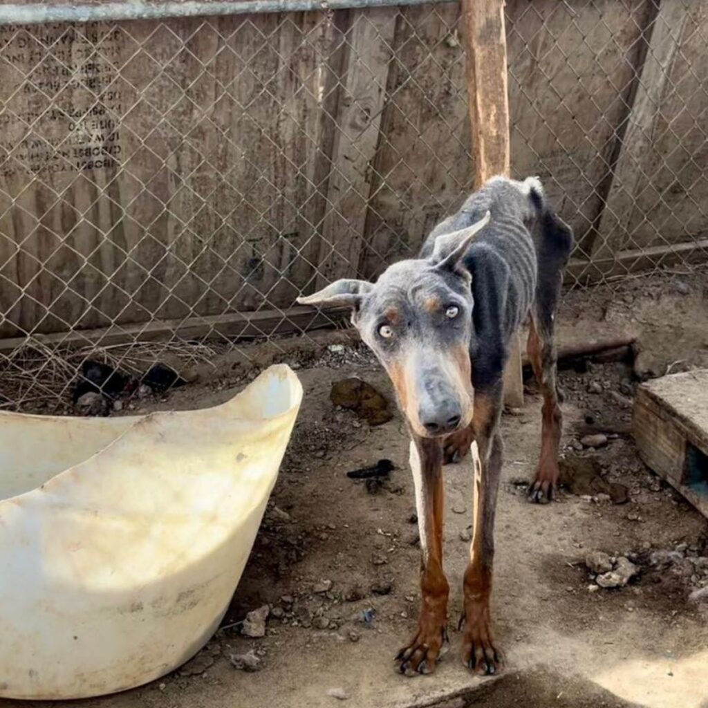 a malnourished dog in a dirty cage