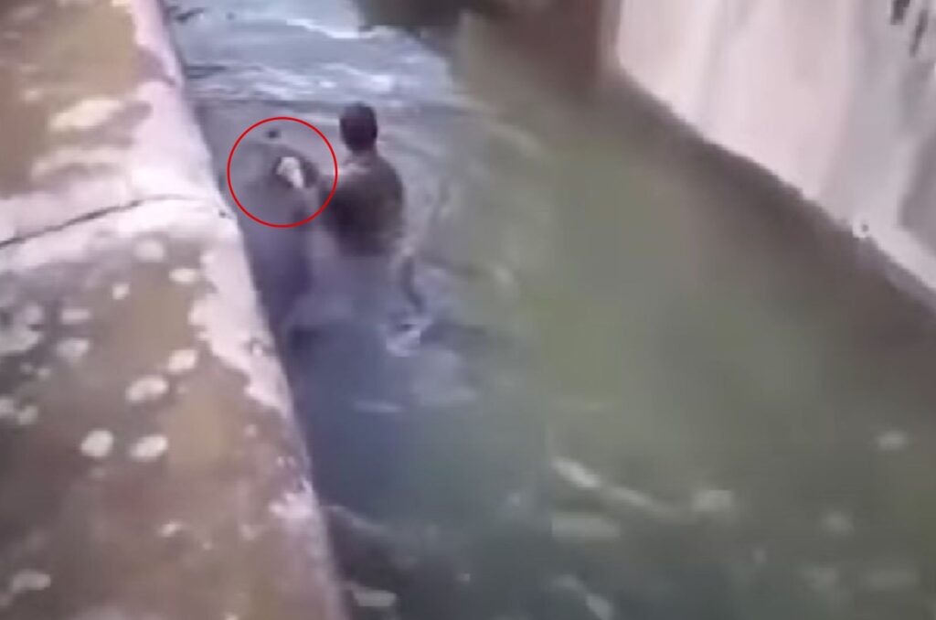 a man abuses an animal in the water