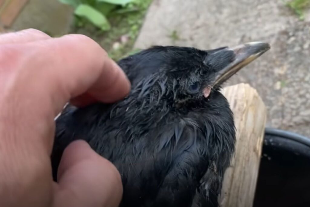 a man caresses a black crow