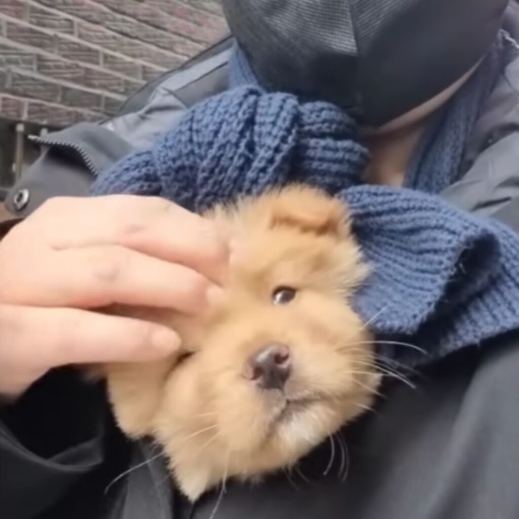 a man carries a puppy in his arms