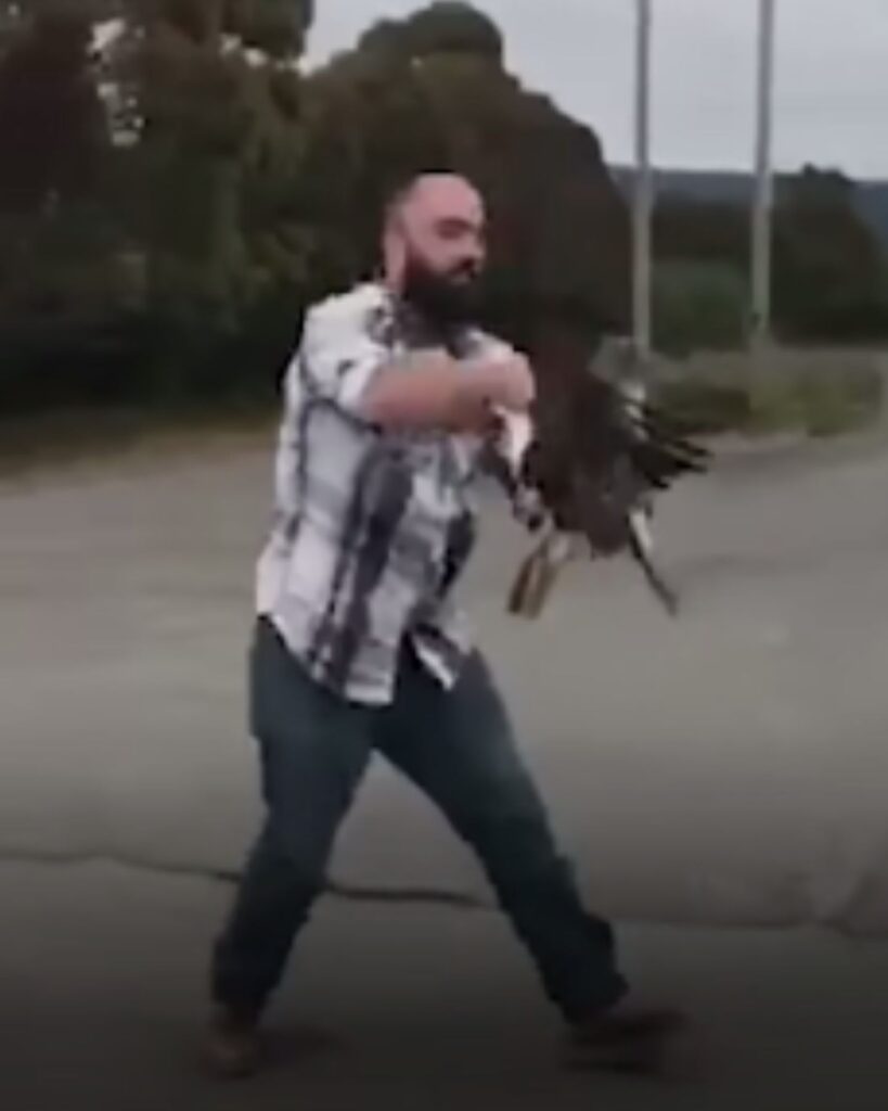 a man catches a falcon