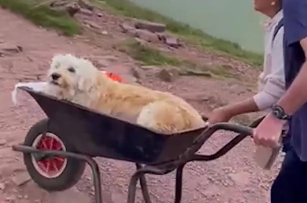 a man drives a dog in a cart