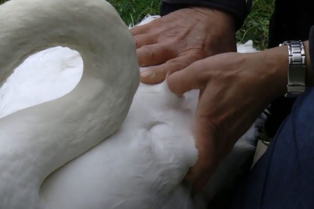 a man examines a swan