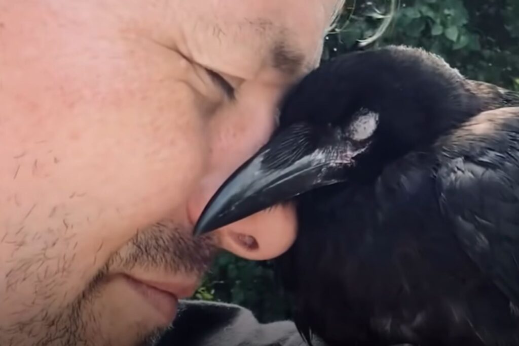 a man exchanges caresses with a crow