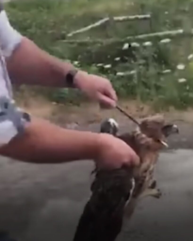 a man holds a falcon in his hands