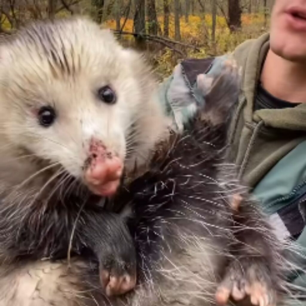 a man holds a possum in his arms