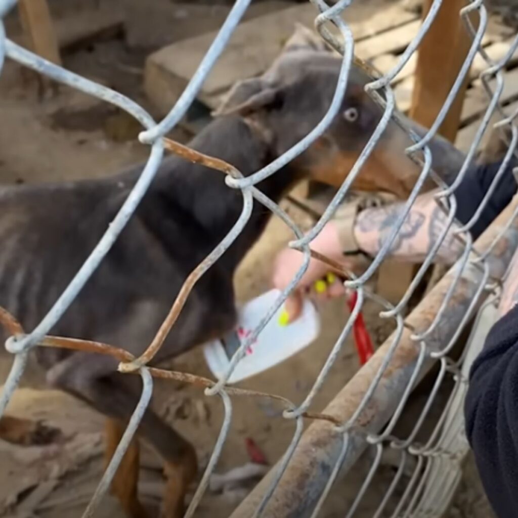 a man puts his hand through the cage and measures the dog's temperature