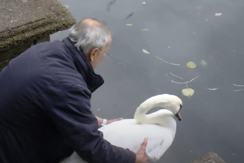 a man releases a swan into the water