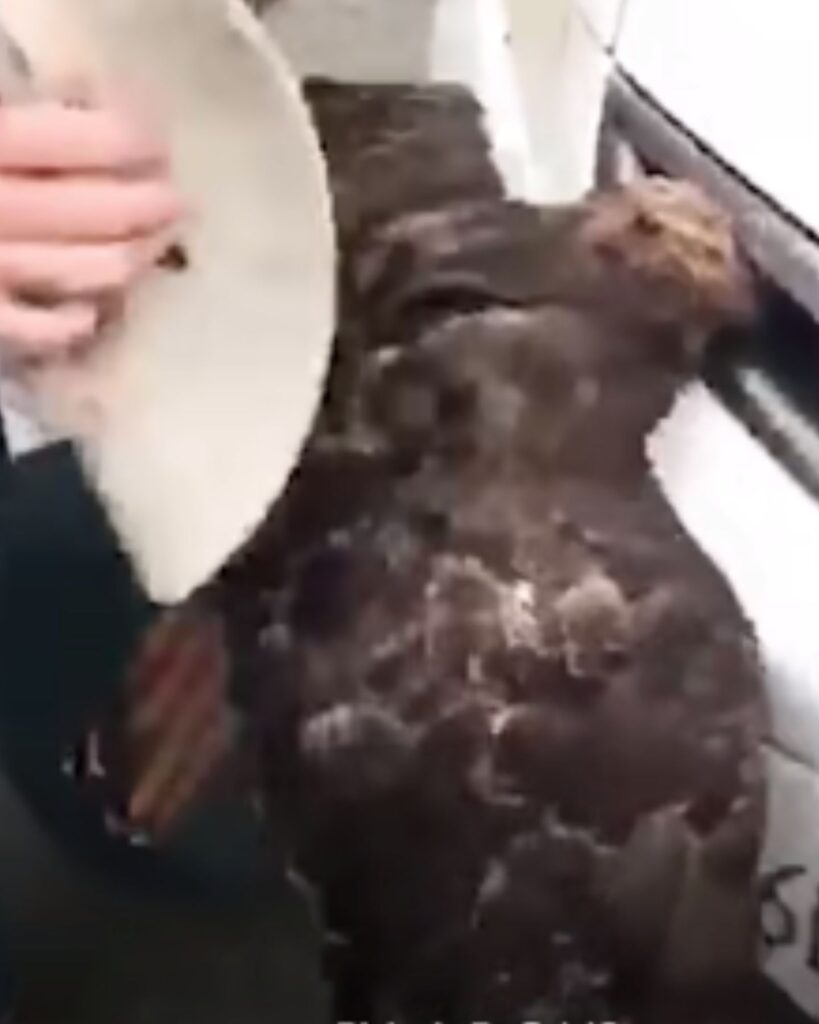 a man removes a stuck falcon from a car