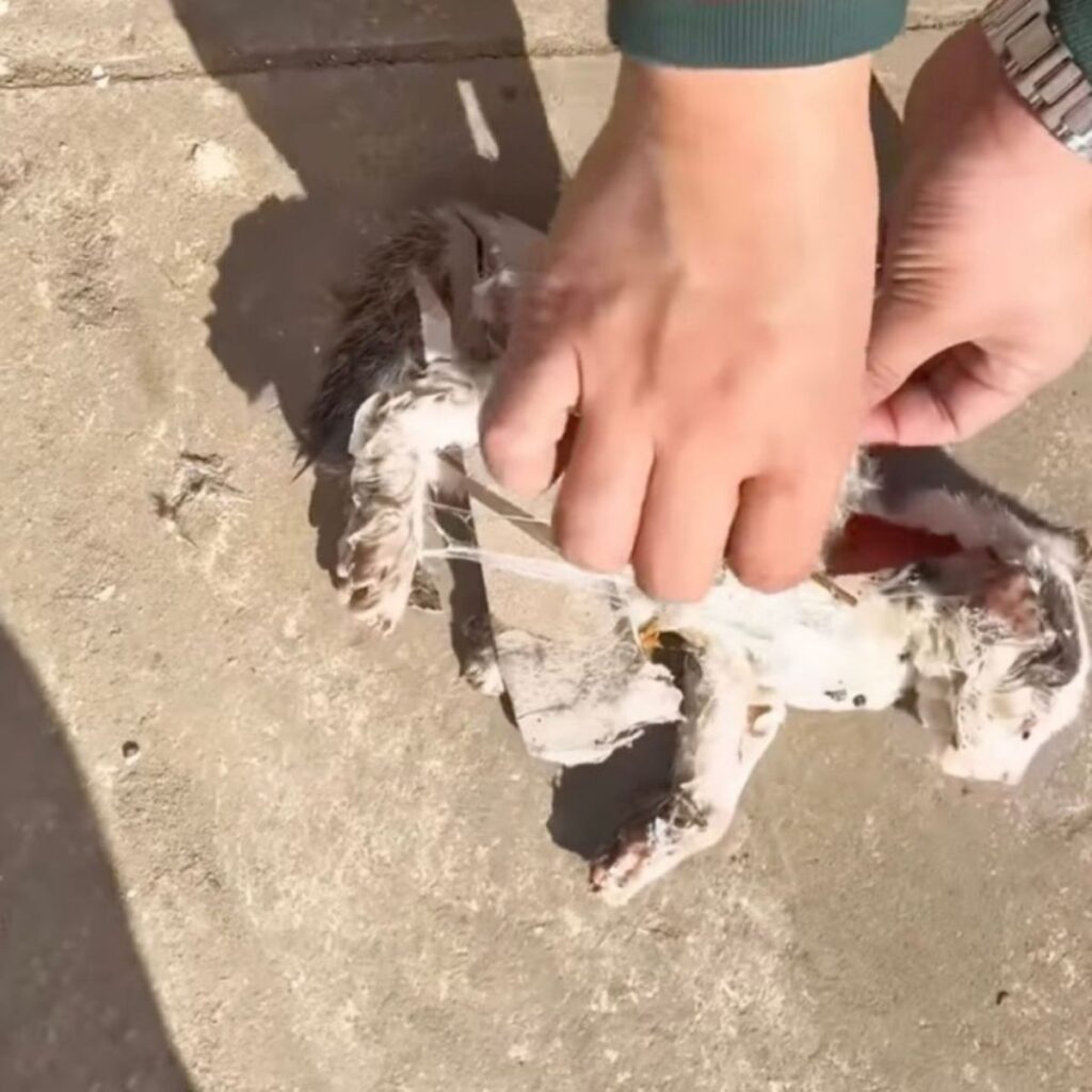 a man tries to save a kitten from a trap