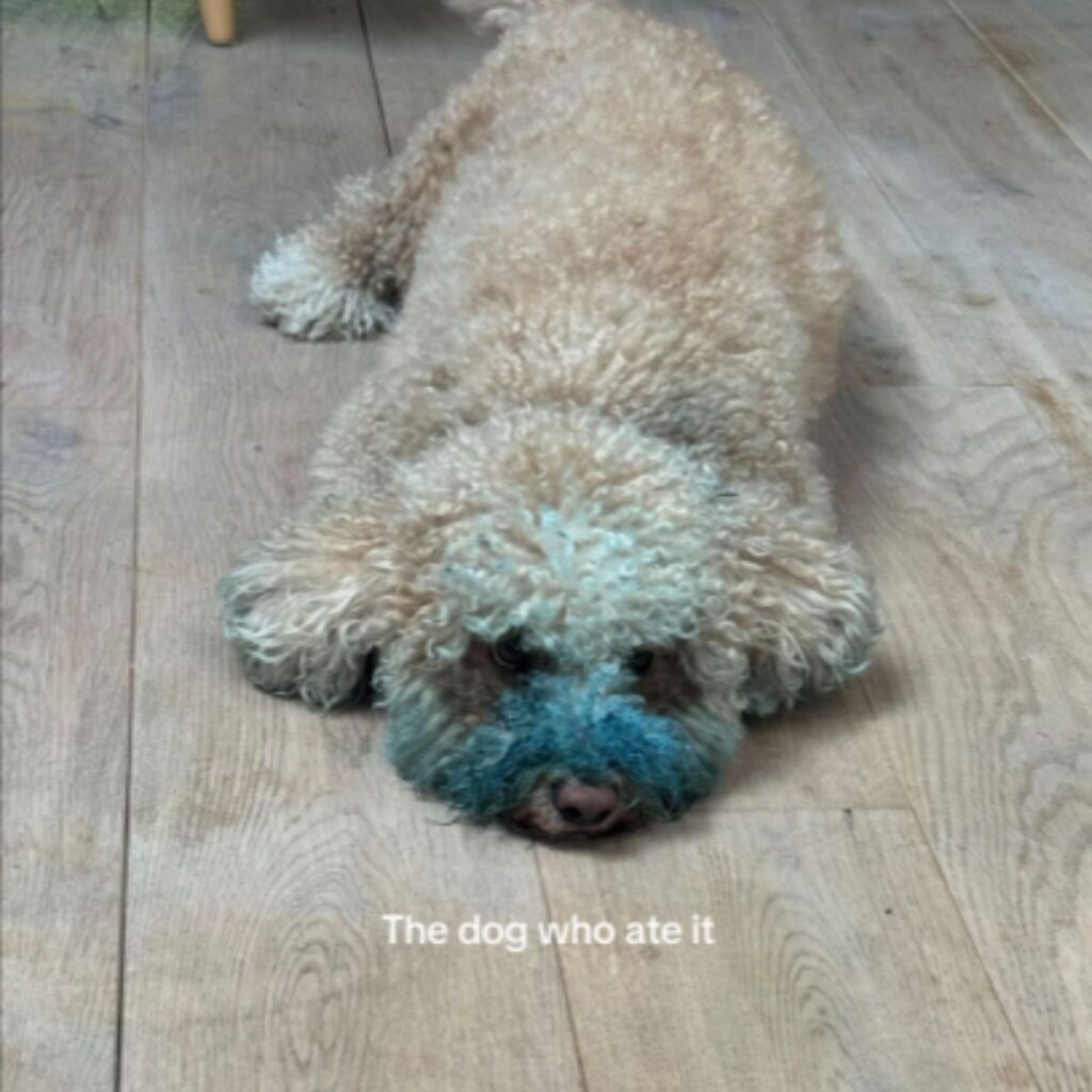 a poodle with blue around the mouth is lying on the laminate