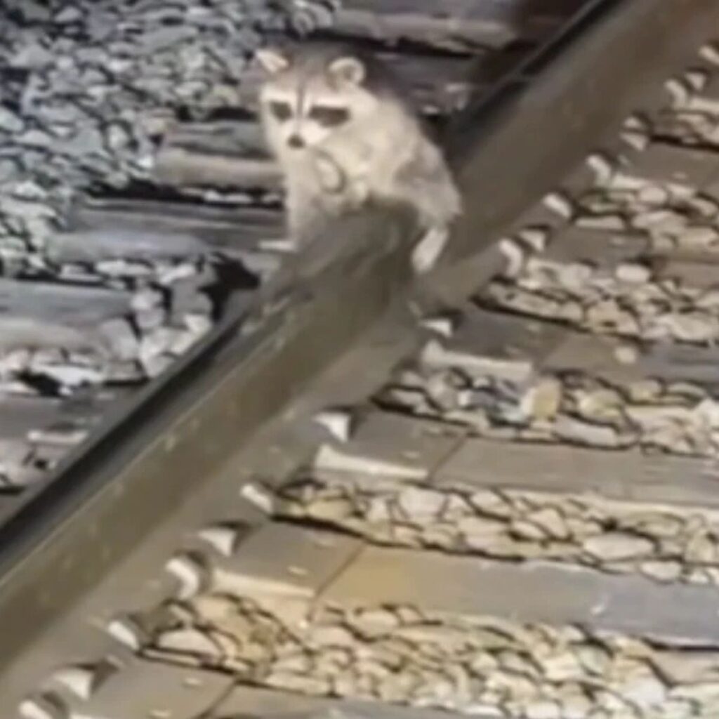 a raccoon sits on a railroad track